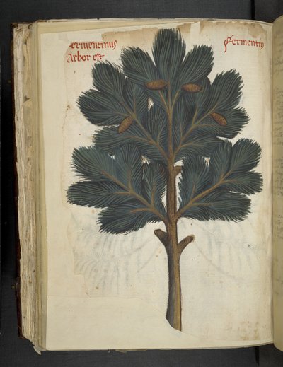 MS 41623 f.111v Çam, bir 