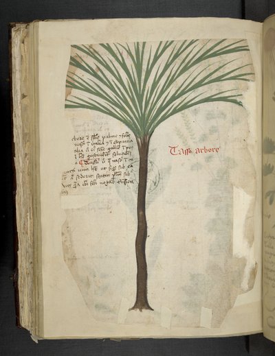 MS 41623 f.113v Tarro Arboro, 