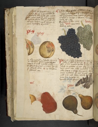 MS 41623 f.121v Meyveleri ekleyin, 