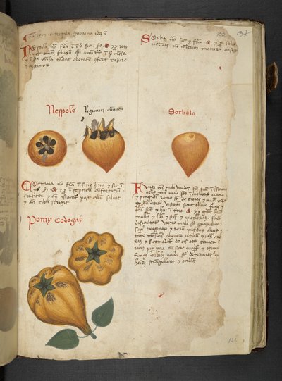 MS 41623 f.122r Pere Cotogne ve Sorbo, 