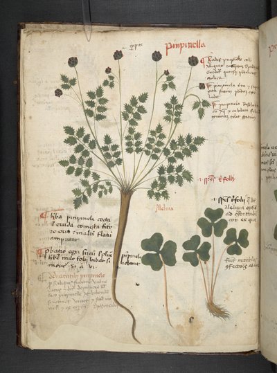 MS 41623 f.14v Bitkisel, Belluno ekleyin (parşömen üzerine mürekkep ve renk) by Italian School