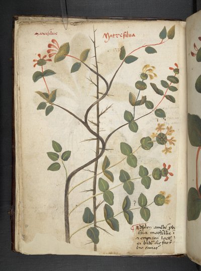MS 41623 f.15v Bitkisel, Belluno ekleyin (parşömen üzerine mürekkep ve renk) by Italian School
