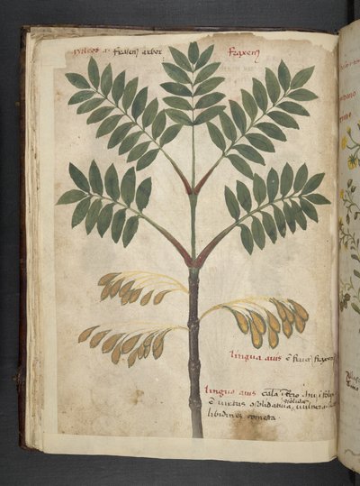 MS 41623 f.17v Bitkisel, Belluno ekleyin (parşömen üzerine mürekkep ve renk) by Italian School