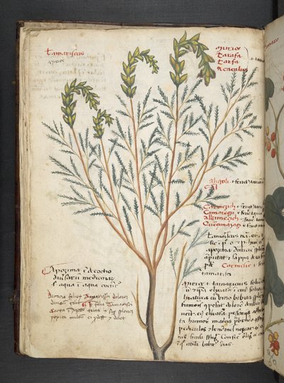 MS 41623 f.18v Bitkisel, Belluno (parşömen üzerine mürekkep ve renk) ekleyin by Italian School
