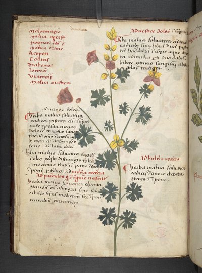 MS 41623 f.19v Bitkisel, Belluno ekleyin (parşömen üzerine mürekkep ve renk) by Italian School