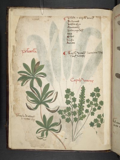 MS 41623 f.1v A bitkisel, Belluno ekleyin (parşömen üzerine mürekkep ve renk) by Italian School