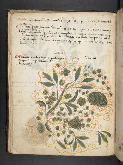 MS 41623 f.20v A bitkisel, Belluno ekleyin (parşömen üzerine mürekkep ve renk) by Italian School