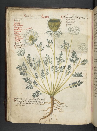 MS 41623 f.22v Bitkisel, Belluno ekleyin (parşömen üzerine mürekkep ve renk) by Italian School