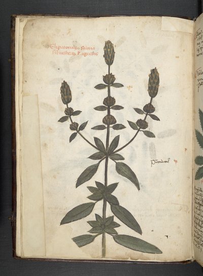 MS 41623 f.2v A bitkisel, Belluno ekleyin (parşömen üzerine mürekkep ve renk) by Italian School
