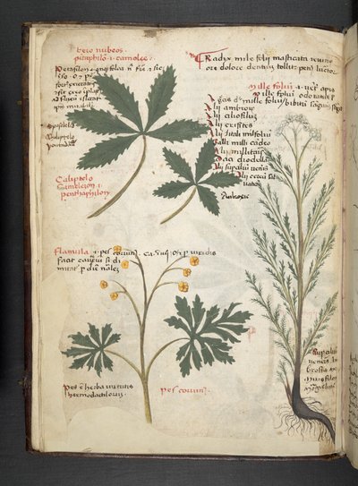 MS 41623 f.3v Bitkisel, Belluno (parşömen üzerine mürekkep ve renk) ekleyin by Italian School