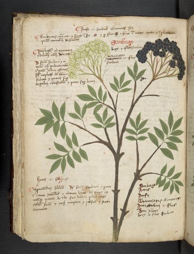 MS 41623 f.72v 