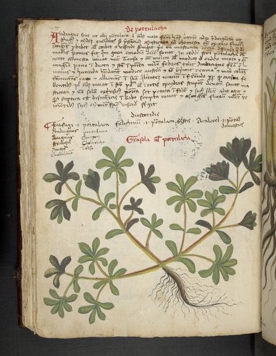 MS 41623 f.81v De Portulaca