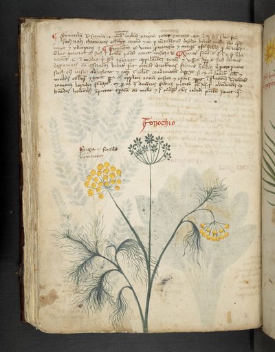 MS 41623 f.84v Finocchio