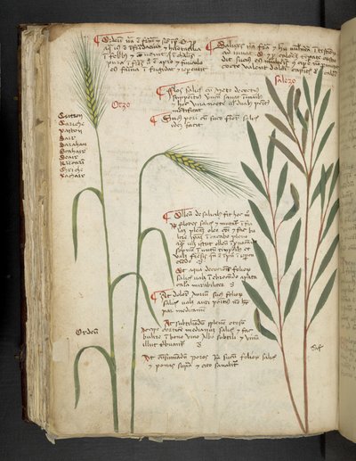 MS 41623 f.98v Orzo, 
