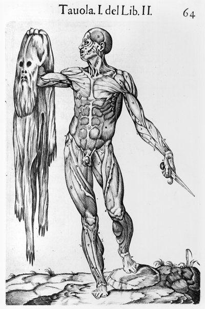 Anatomik Çalışma, plaka 64, Juan de Valverde
