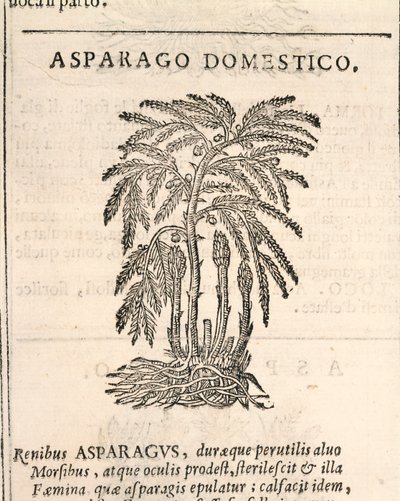Kuşkonmaz (Kuşkonmaz officinalis), Castore Durante tarafından gravür by Italian School