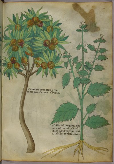 Botanik İllüstrasyon (kağıt üzerinde mürekkep ve renk) by Italian School