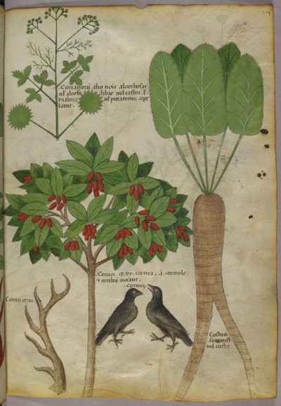 Bitkilerin ve Kuşların Botanik İllüstrasyonu, c.1440 (kağıt üzerine mürekkep ve renk by Italian School