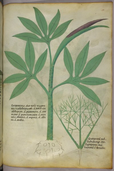 Botanik illüstrasyon, c.1440 (parşömen üzerine mürekkep ve renk) by Italian School