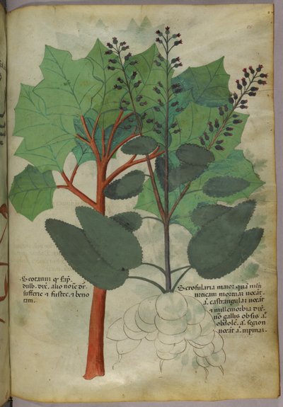 Botanik illüstrasyon, c.1440 (parşömen üzerine mürekkep ve renk) by Italian School