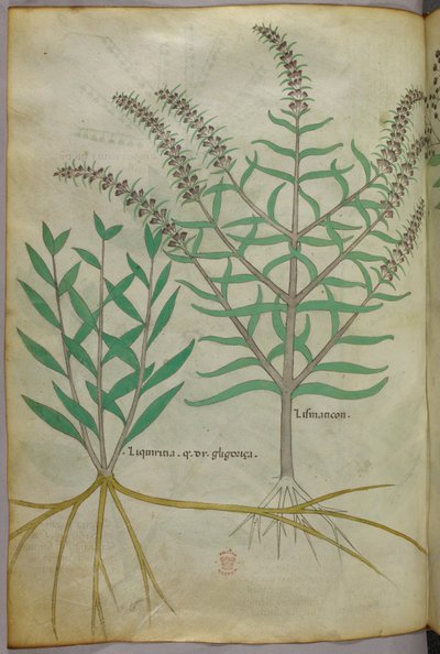 Botanik illüstrasyon, c.1440 (parşömen üzerine mürekkep ve renk) by Italian School