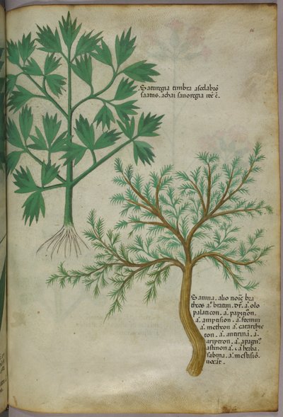 Botanik illüstrasyon, c.1440 (parşömen üzerine mürekkep ve renk) by Italian School