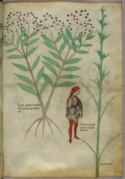 Bir bitkinin ve bir tencereye idrar yapan bir adamın botanik illüstrasyonu, c.1440 (kağıt üzerinde mürekkep ve renkli) by Italian School
