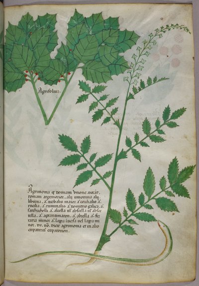 Bitkiler ve bir yılanın botanik illüstrasyonu, 1440 civarı (parşömen üzerine mürekkep ve renk) by Italian School