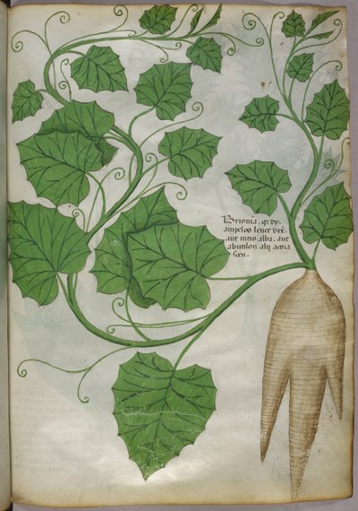Bitkilerin botanik illüstrasyonu, c.1440 (parşömen üzerine mürekkep ve renk) by Italian School