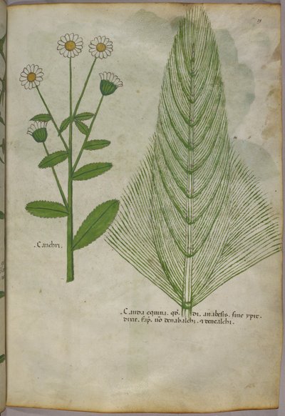 Bitkilerin botanik illüstrasyonu, c.1440 (parşömen üzerine mürekkep ve renk) by Italian School