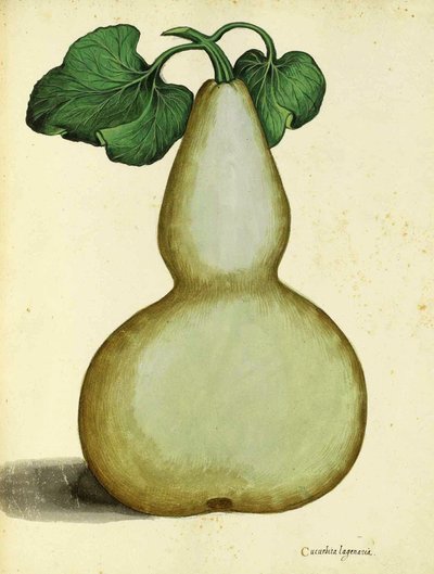 Ulisse Aldrovandi tarafından su kabağı by Italian School