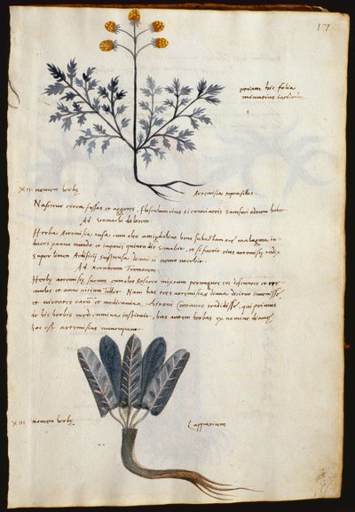 Morina. 237 Artemisia ve lapparium, bir 