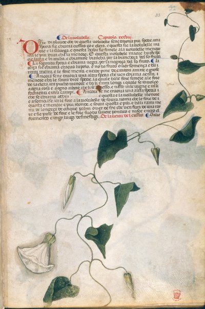 Convolvulus Tesisi, 