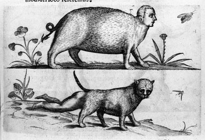 Farklı insan canavar türleri: mantikor, çocuk bacaklı bir kedi. İtalyan bilim adamı Fortunio Liceti (1577-1656) tarafından "De monstrorum natura, causis et Differentiis" adlı gravür. 1646 by Italian School