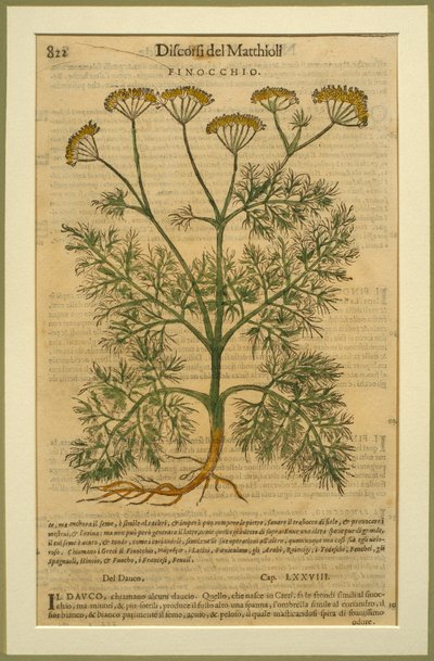 Rezene, Pietro Andrea Mattioli
