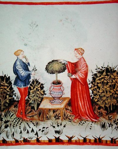 Fol.39v Basilicum Curatum
