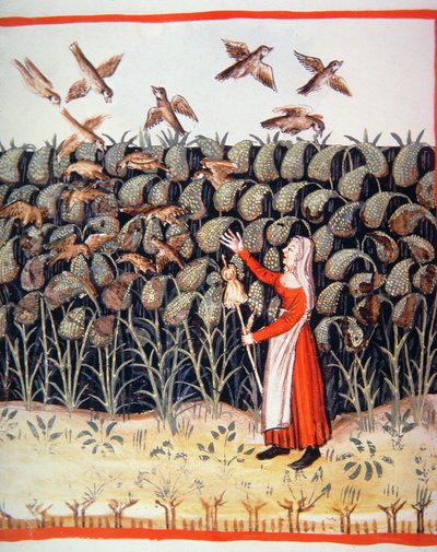 Fol.47 v Millet, Tacuinum Santiatis Codex Vindobonensis