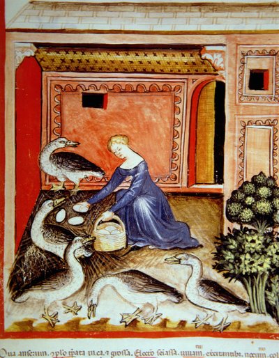 Fol.66r Kaz Yetiştirme, Tacuinum Santiatis Codex Vindobonensis