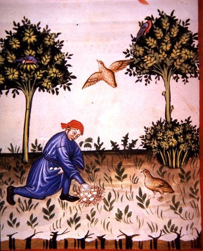 Fol.66v Keklik Yumurtalarının Toplanması, 