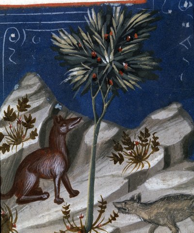 Tilki ve kurt, "Codex Justianus"tan bir çizim, 1350 by Italian School