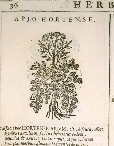 Bahçe Maydanozu (Petroselinum crispum), Castore Durante tarafından gravür by Italian School