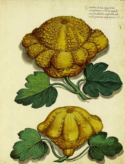 Ulisse Aldrovandi tarafından Yadigarı Squash by Italian School
