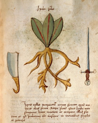 bitki örtüsü by Italian School