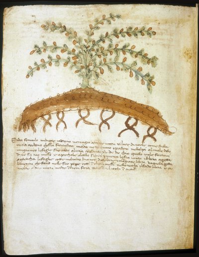14. yüzyılın herbaryumu. Rimini Belediye kütüphanesi. by Italian School