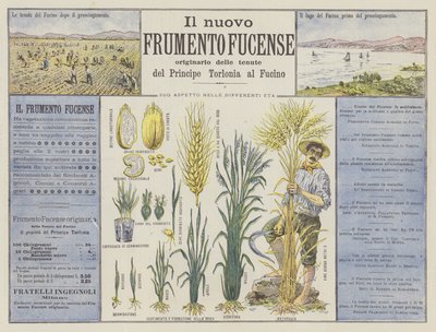 Yeni Fucense buğdayı (renkli lito) by Italian School