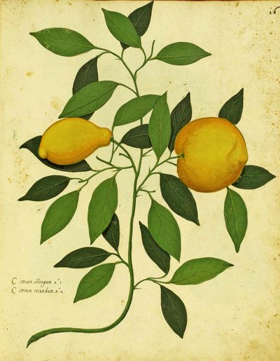 Ulisse Aldrovandi (1522 - 1605) tarafından Piante Fiori Frutti'de yayınlanan İtalyan Yadigarı Limonu (el renkli gravür). by Italian School