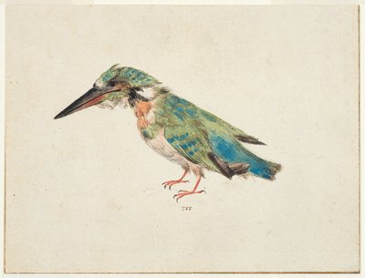 Yalıçapkını, c.1650-99 (siyah tebeşir, sulu boya, kağıt üzerine gövde rengi, yatırılmış, üç kenarında kahverengi mürekkep çerçeve çizgileri bulunan) by Italian School