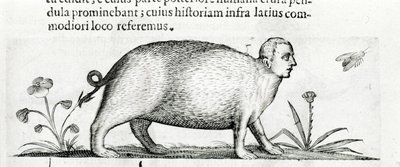 La manticore - Fortunio