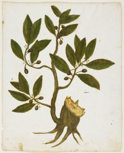 Defne Ağacı (Laurus nobilis) (kağıt üzerinde wc ve tempera) by Italian School