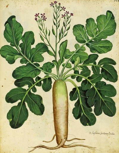 Ulisse Aldrovandi